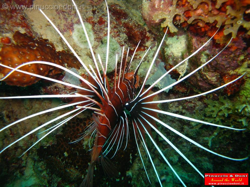 Djibouti - Diving a Djibouti - 07.jpg